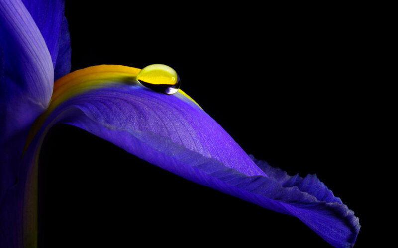 Purple Iris Flower — Blue, Dramatic, Photograph