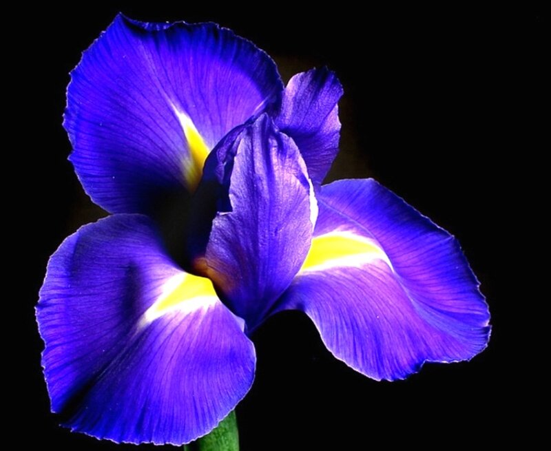 Purple Iris Flower — Blue, Dramatic
