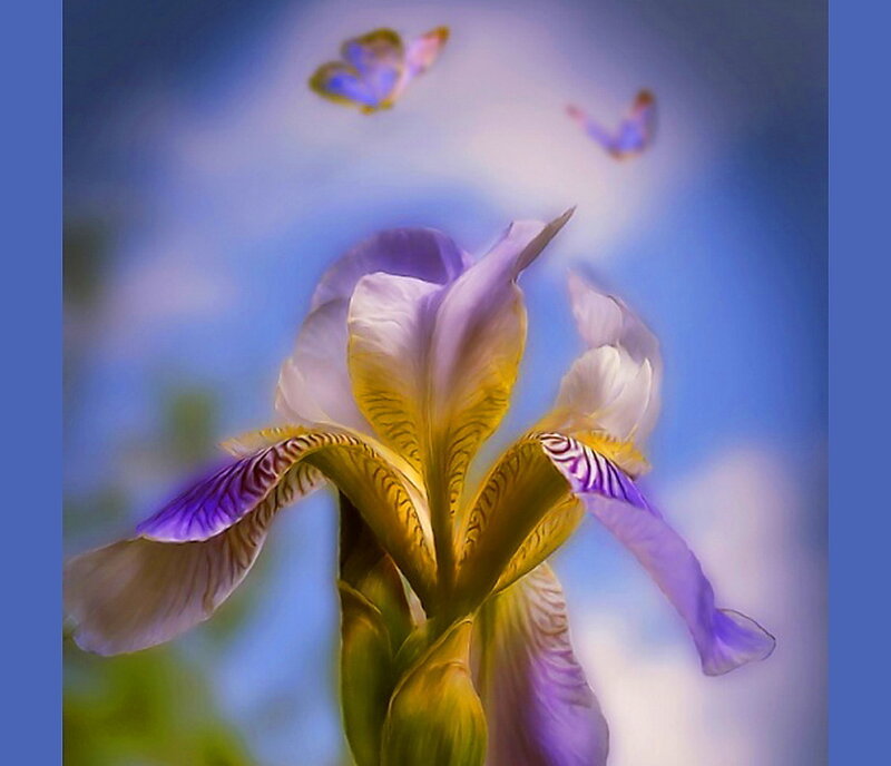 Purple Iris Flower — Blue, Serene, Afternoon