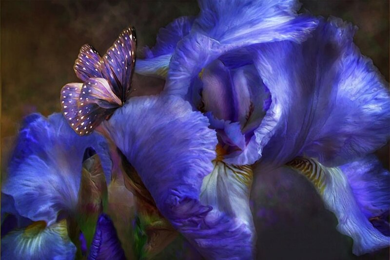 Purple Iris Flower — Blue, Serene, Digital Art