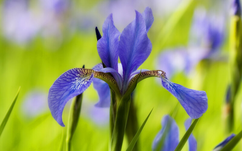 Purple Iris Flower — Blue, Serene, Spring, Photograph, Green Leaves