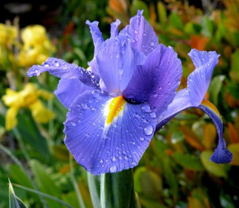 Purple Iris Flower — Blue, Serene, Spring, Photograph