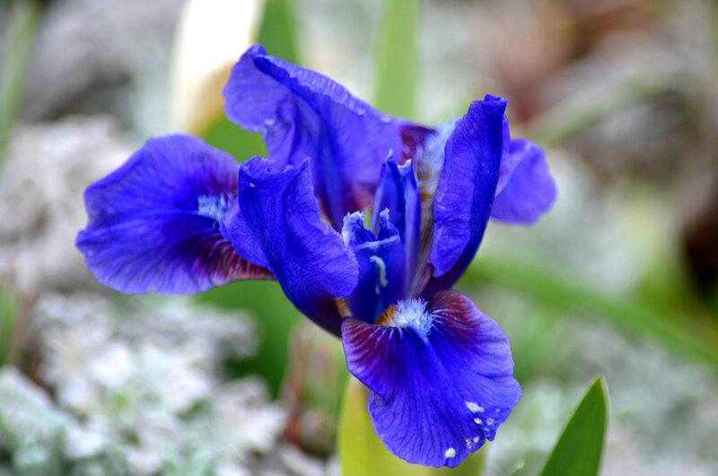 Purple Iris Flower — Blue, Serene, Spring