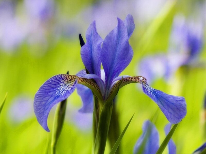 Purple Iris Flower — Blue, Serene