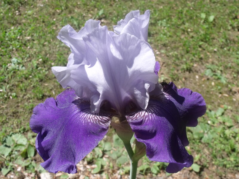 Purple Iris Flower — Calm, Afternoon, Photograph, Grass