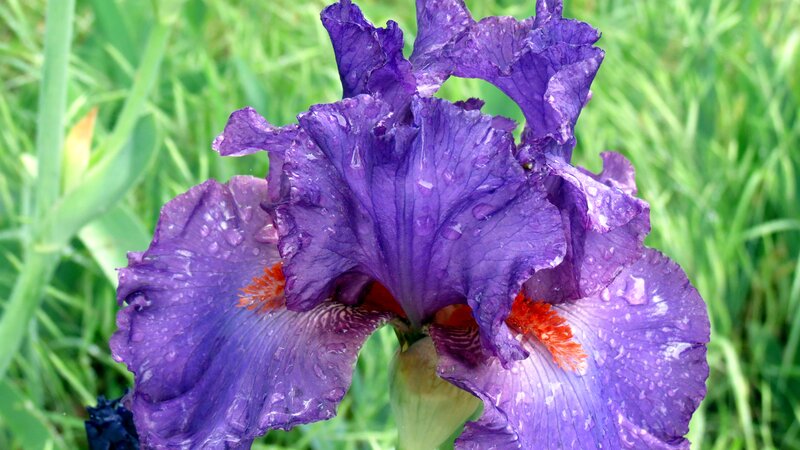 Purple Iris Flower — Calm, Afternoon, Photograph, Grass, Water Droplets