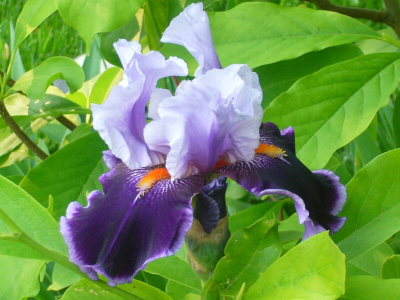 Purple Iris Flower — Calm, Afternoon, Photograph, Green Leaves