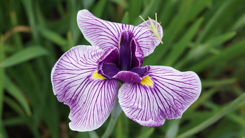 Purple Iris Flower — Calm, Afternoon, Photograph, Insect
