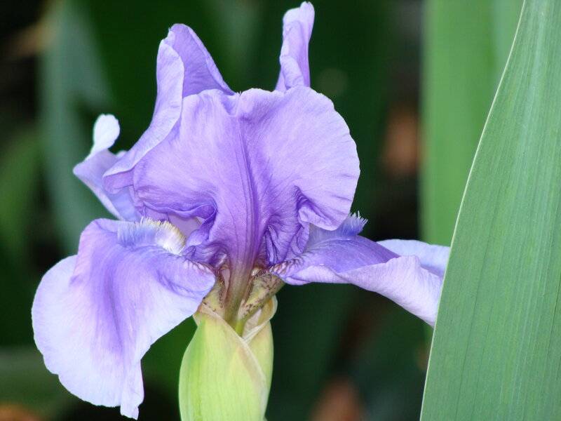 Purple Iris Flower — Calm, Afternoon, Photograph
