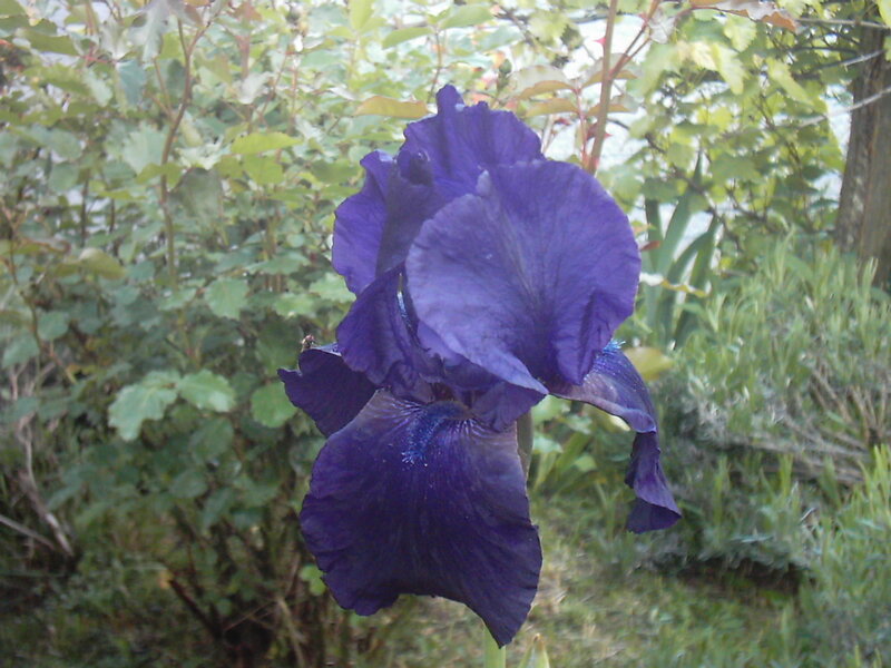 Purple Iris Flower — Calm, Afternoon