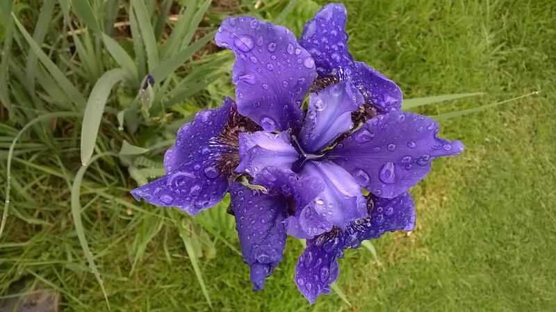 Purple Iris Flower — Calm, Morning, Photograph