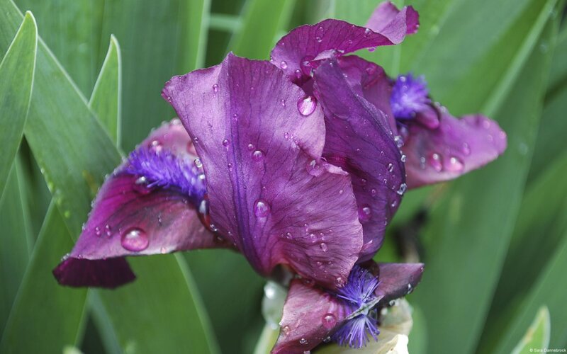 Purple Iris Flower — Calm, Morning