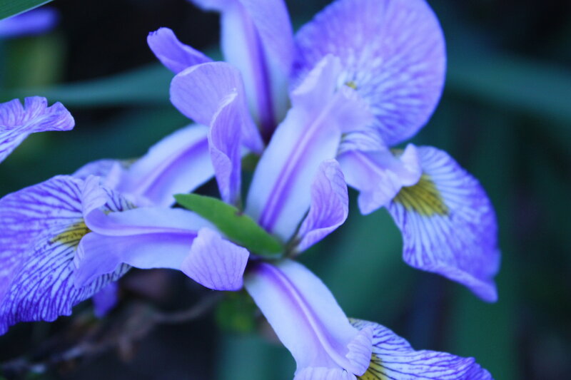 Purple Iris Flower — Calm, Photograph, Green Leaf, Yellow Center
