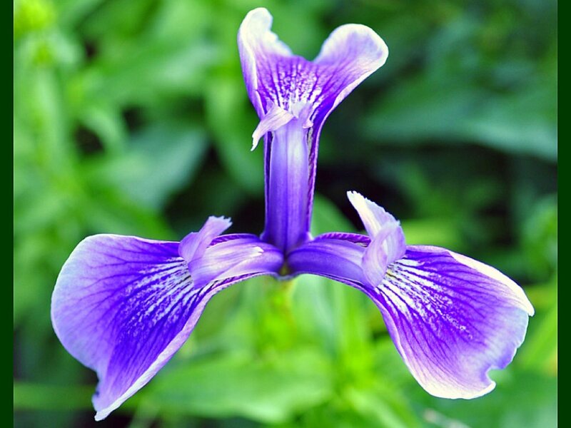 Purple Iris Flower — Calm, Photograph, Green Leaves, Green