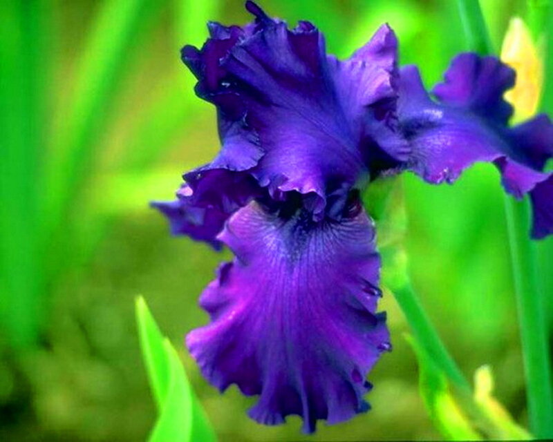 Purple Iris Flower — Calm, Photograph, Green Leaves