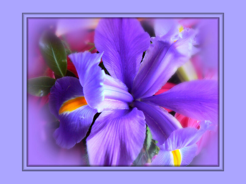 Purple Iris Flower — Calm, Photograph, Leaves, Petals