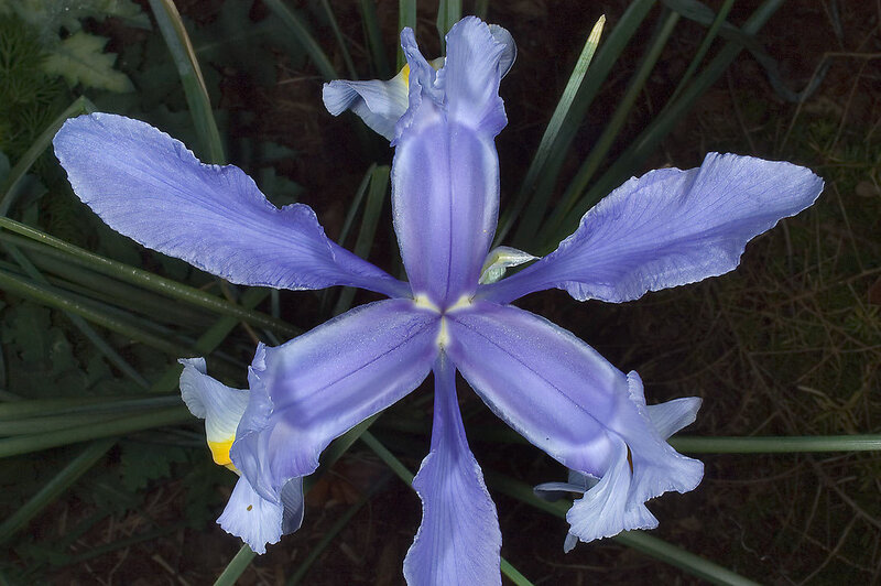Purple Iris Flower — Calm, Photograph, Leaves
