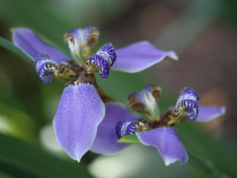 Purple Iris Flower — Calm, Photograph, Petal