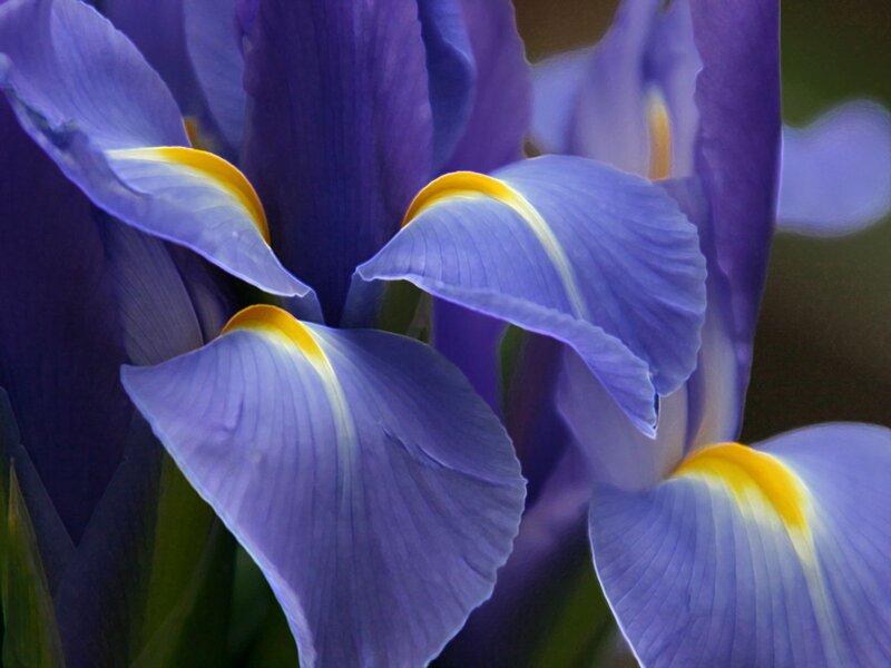 Purple Iris Flower — Calm, Photograph, Petals
