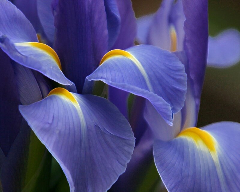 Purple Iris Flower — Calm, Photograph, Petals, Yellow Center