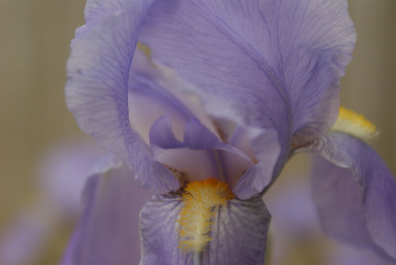 Purple Iris Flower — Calm, Photograph