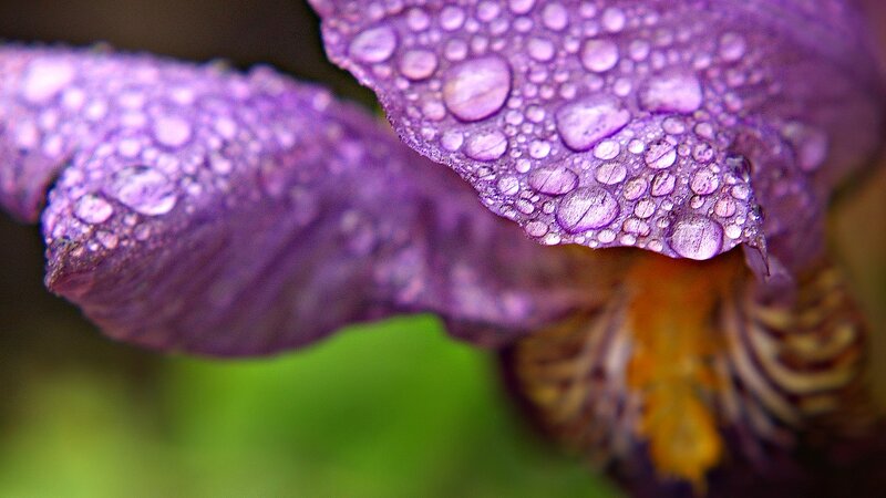 Purple Iris Flower — Calm, Photograph, Water Droplets