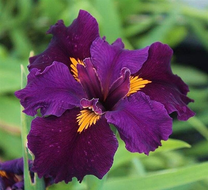 Purple Iris Flower — Calm, Photograph, Yellow Center