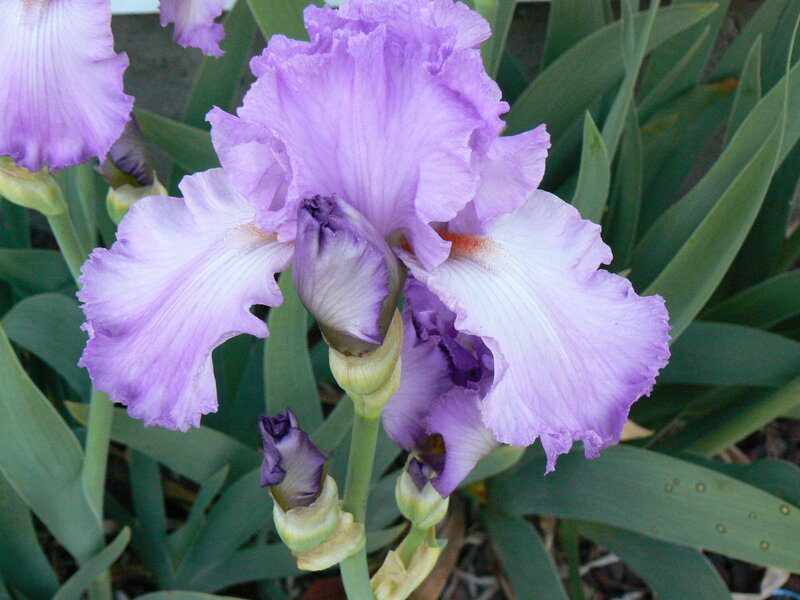 Purple Iris Flower — Calm, Spring, Photograph, Bud