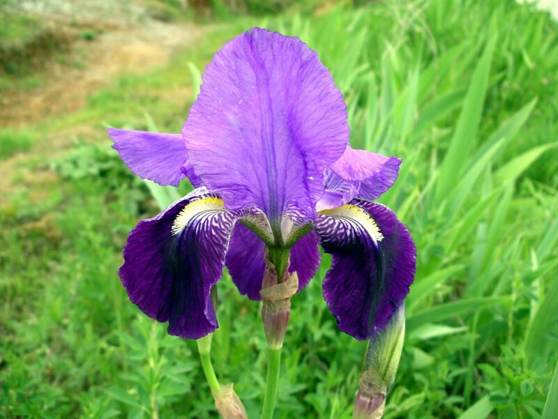 Purple Iris Flower — Calm, Spring, Photograph, Green Leaves, Flower Bud