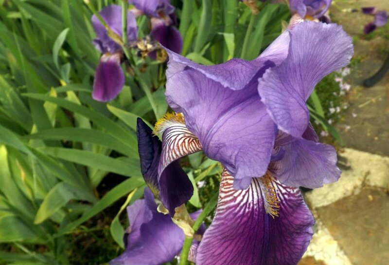 Purple Iris Flower — Calm, Spring, Photograph, Green Leaves, Garden