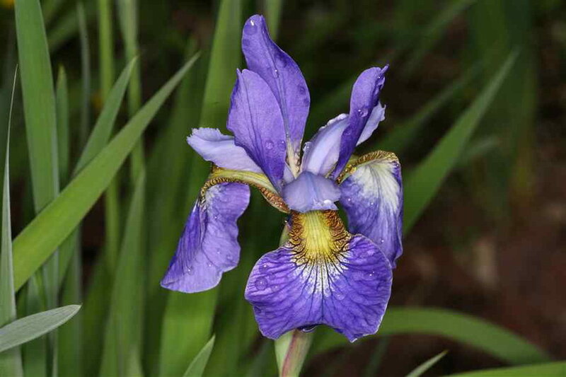 Purple Iris Flower — Calm, Spring, Photograph, Green Leaves