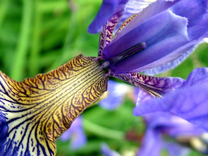 Purple Iris Flower — Calm, Spring, Photograph, Green Leaves, Yellow