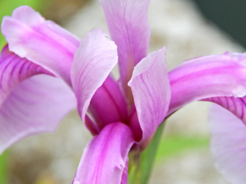 Purple Iris Flower — Calm, Spring, Photograph, Petals, Stem