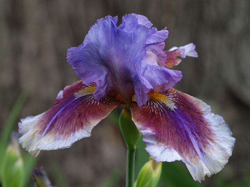 Purple Iris Flower — Calm, Spring, Photograph, Stem
