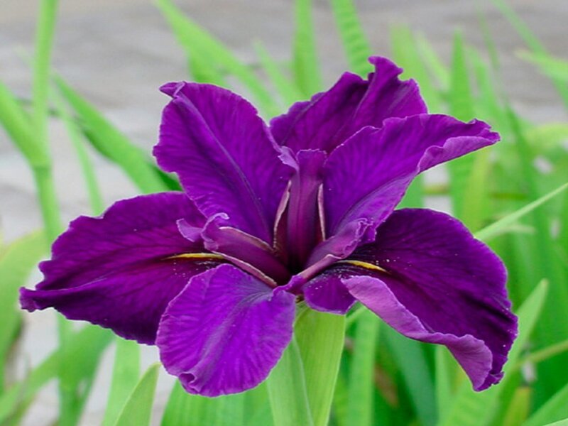Purple Iris Flower — Calm, Spring, Photograph