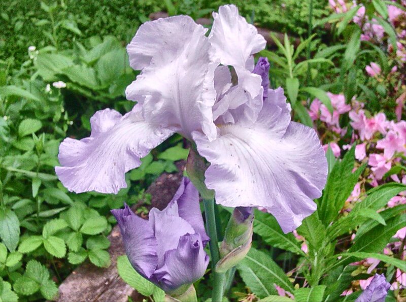 Purple Iris Flower — Calm, Summer, Photograph