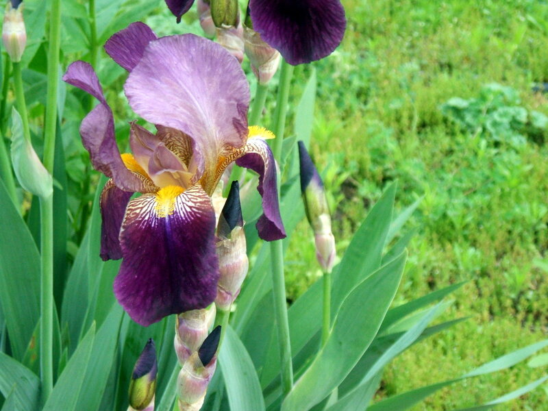 Purple Iris Flower — Calm, Summer