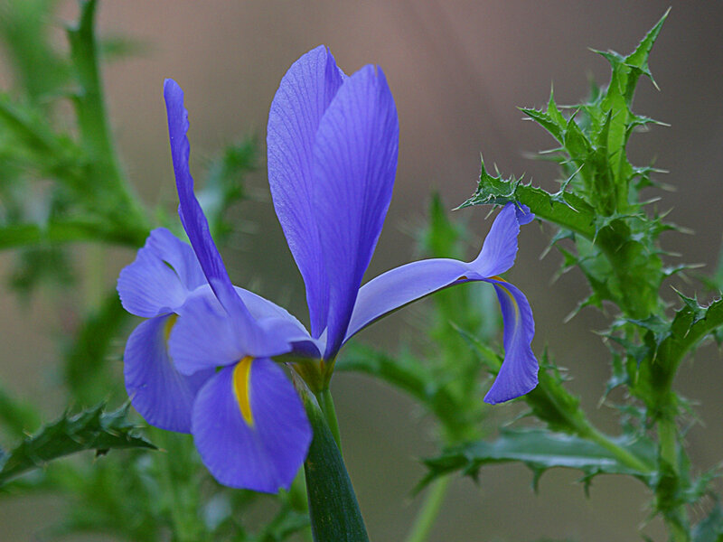 Purple Iris Flower — Calm
