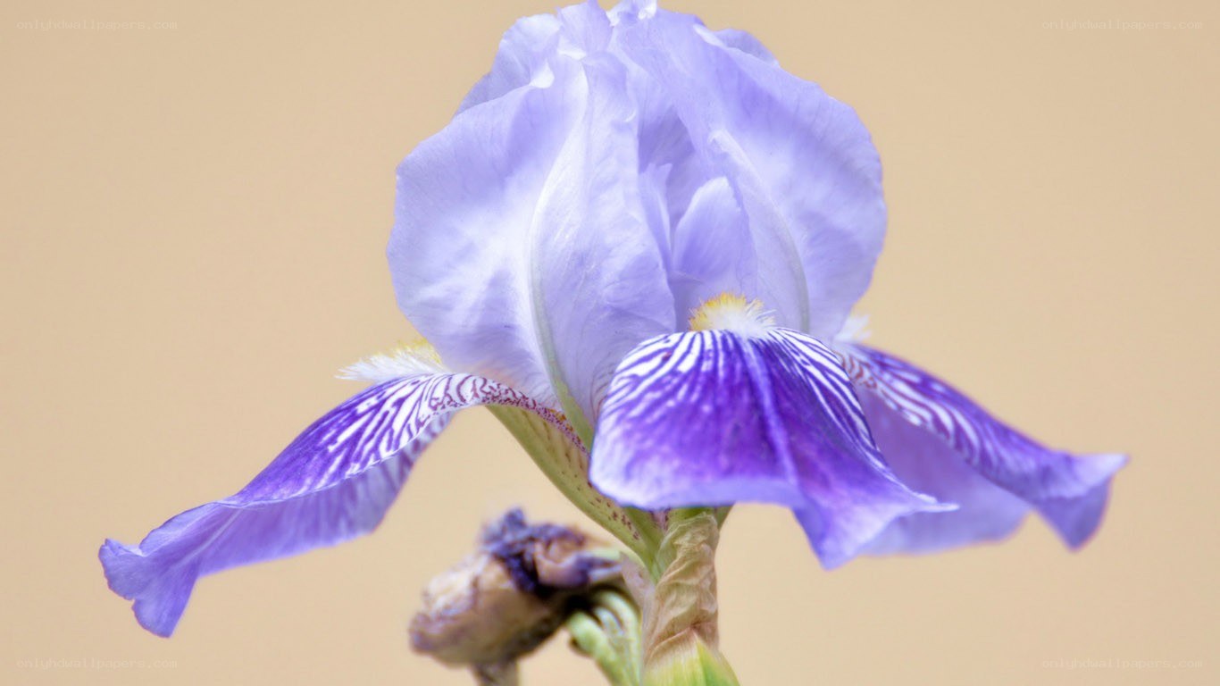 purple iris flower close-up