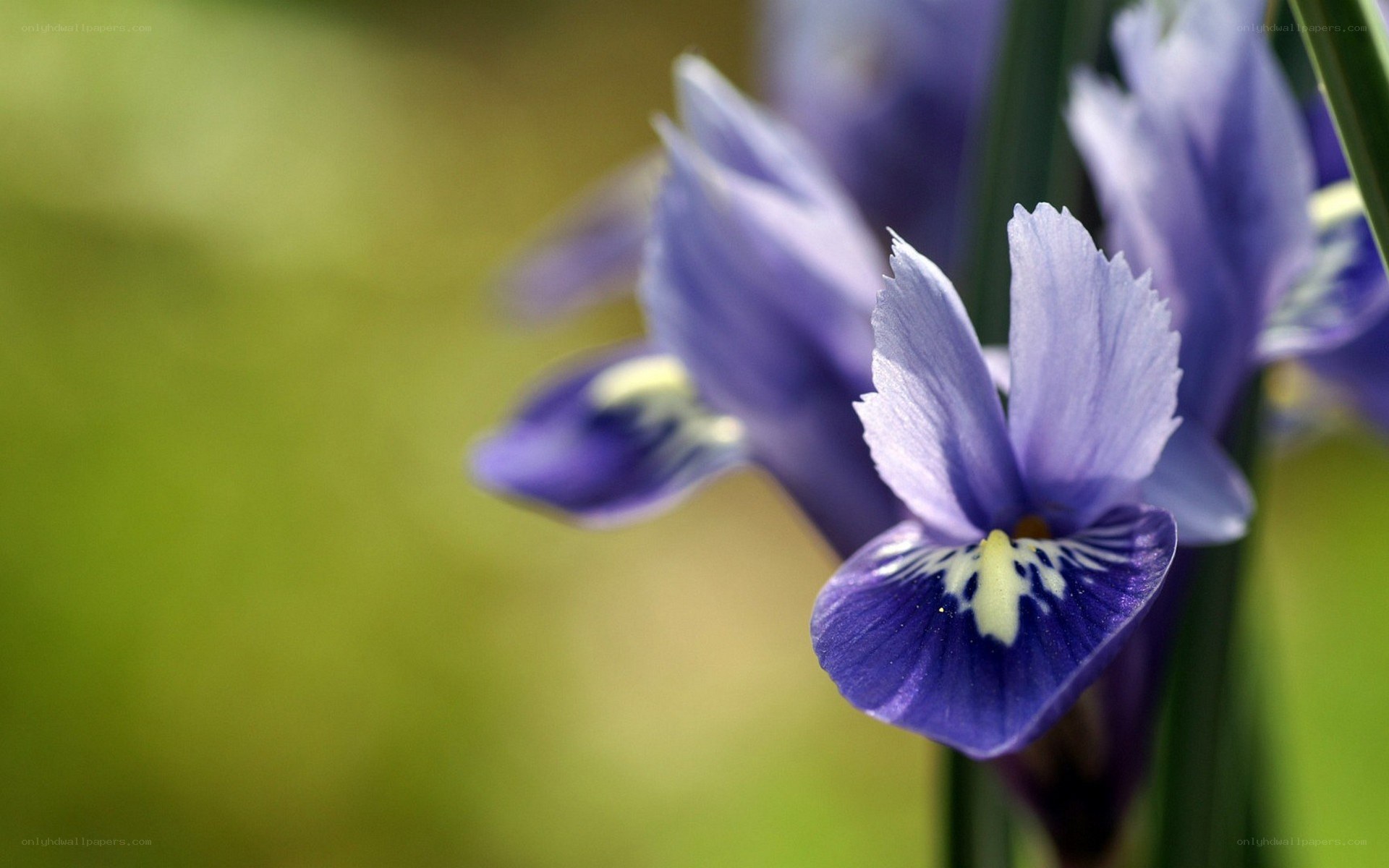 purple iris flower close-up