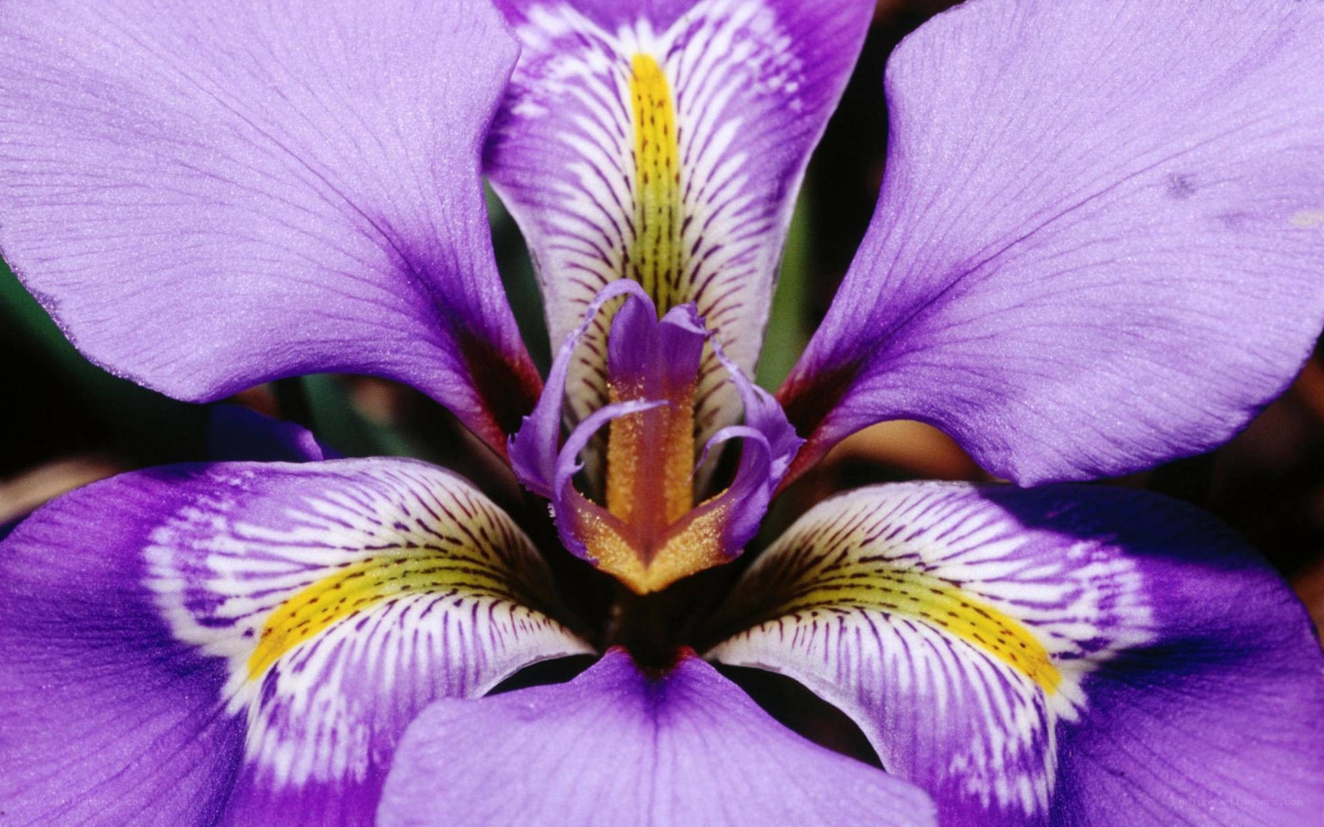 purple iris flower close-up