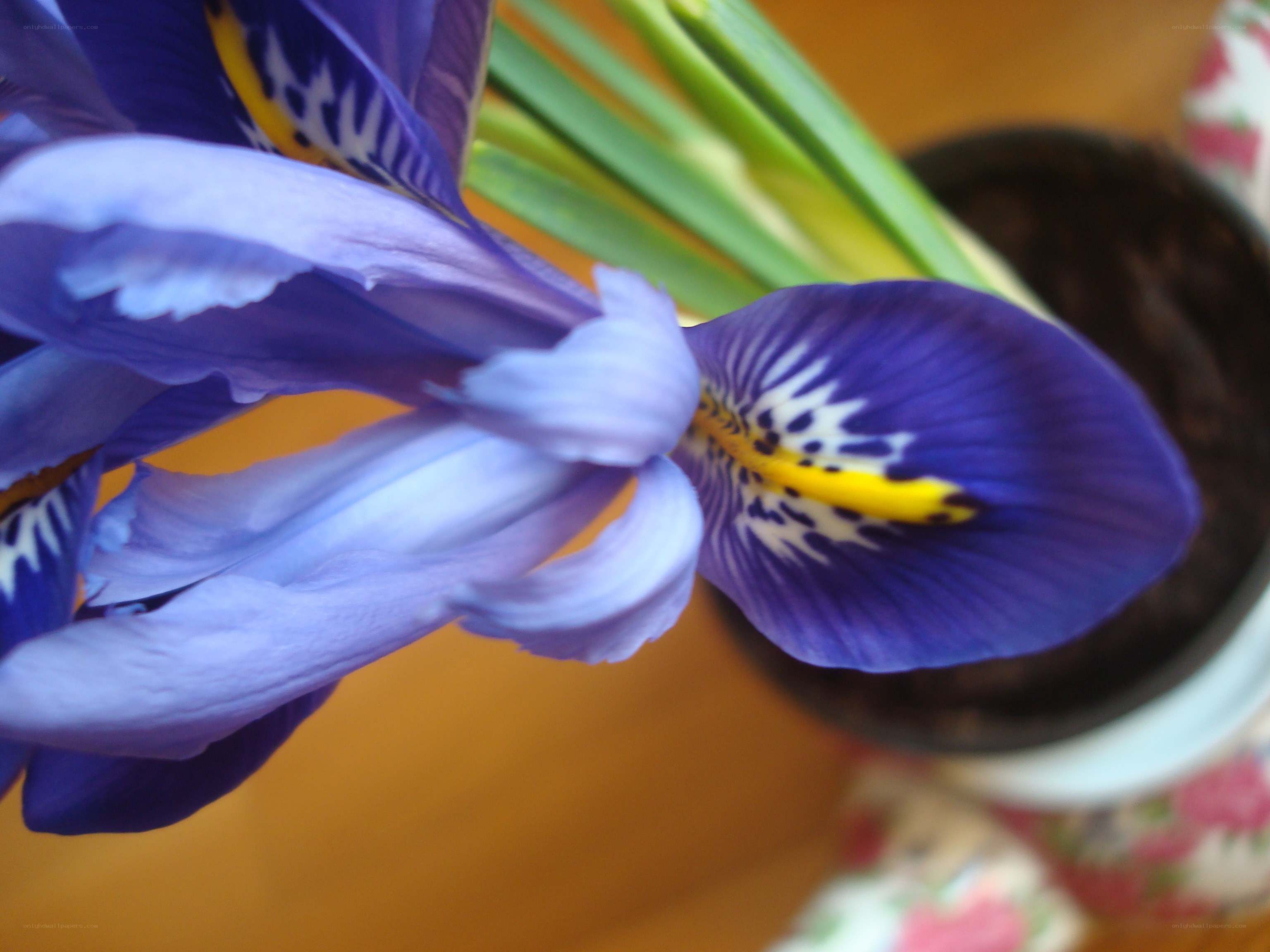 purple iris flower close-up