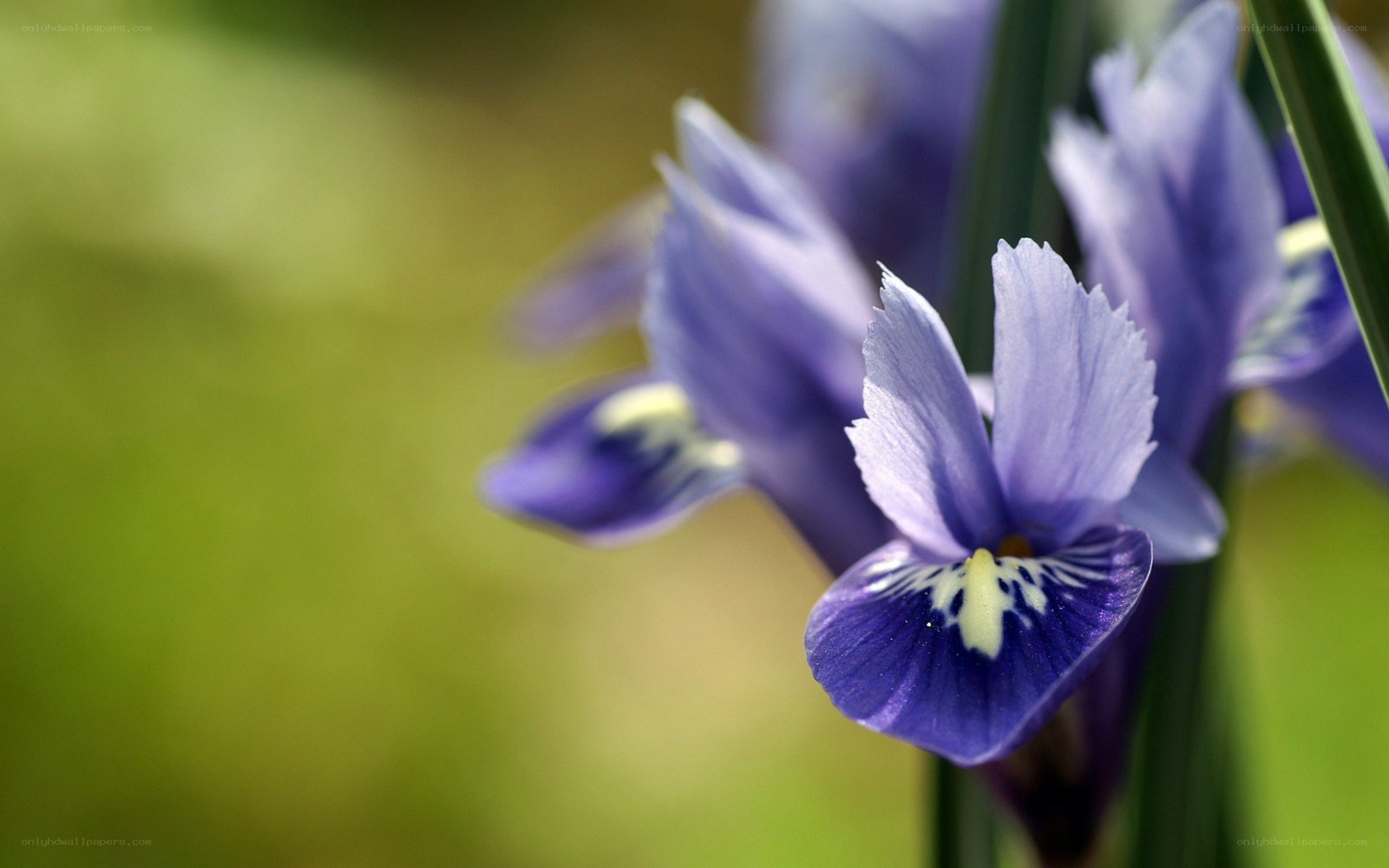 purple iris flower close-up