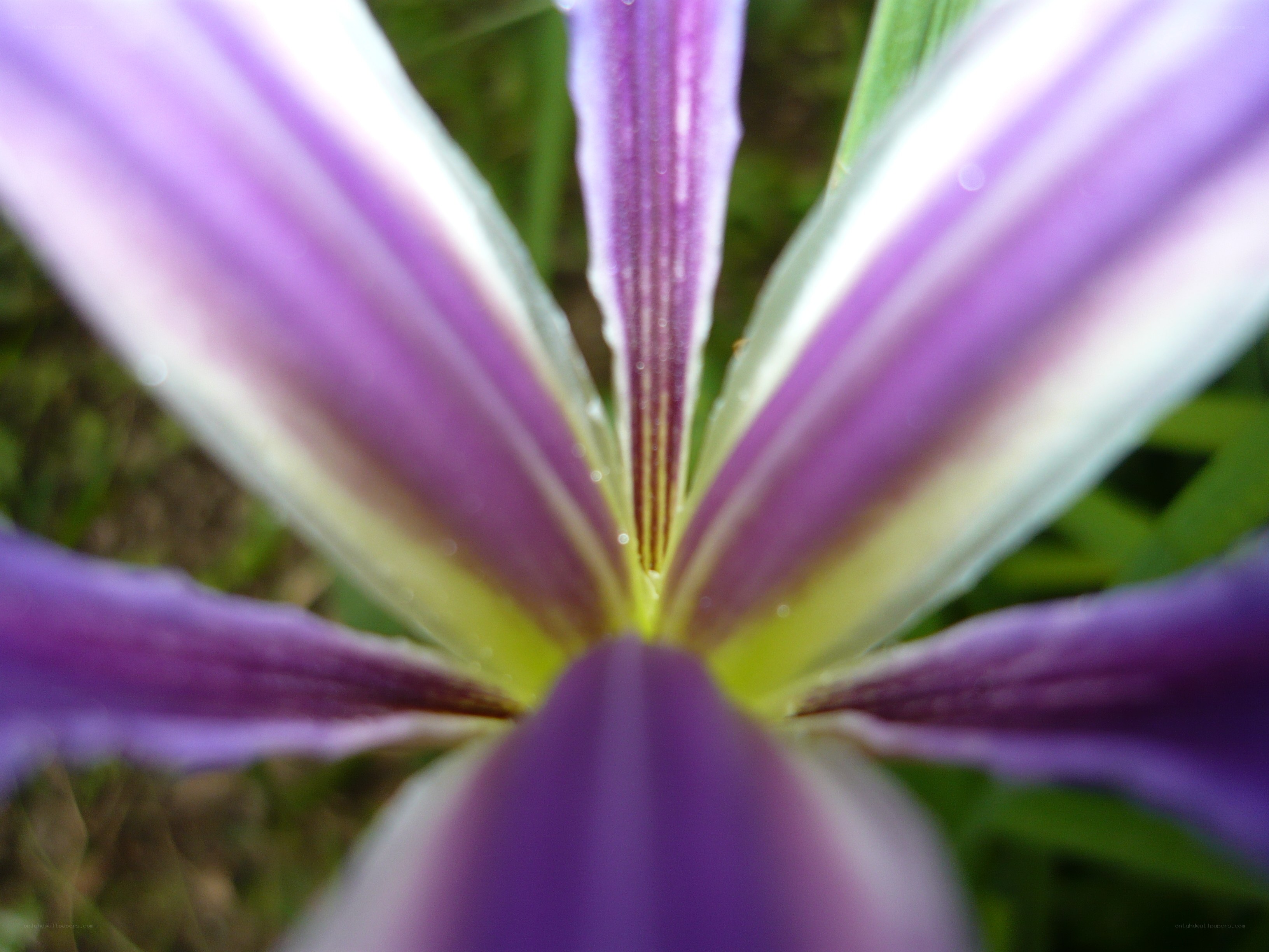 purple iris flower close-up