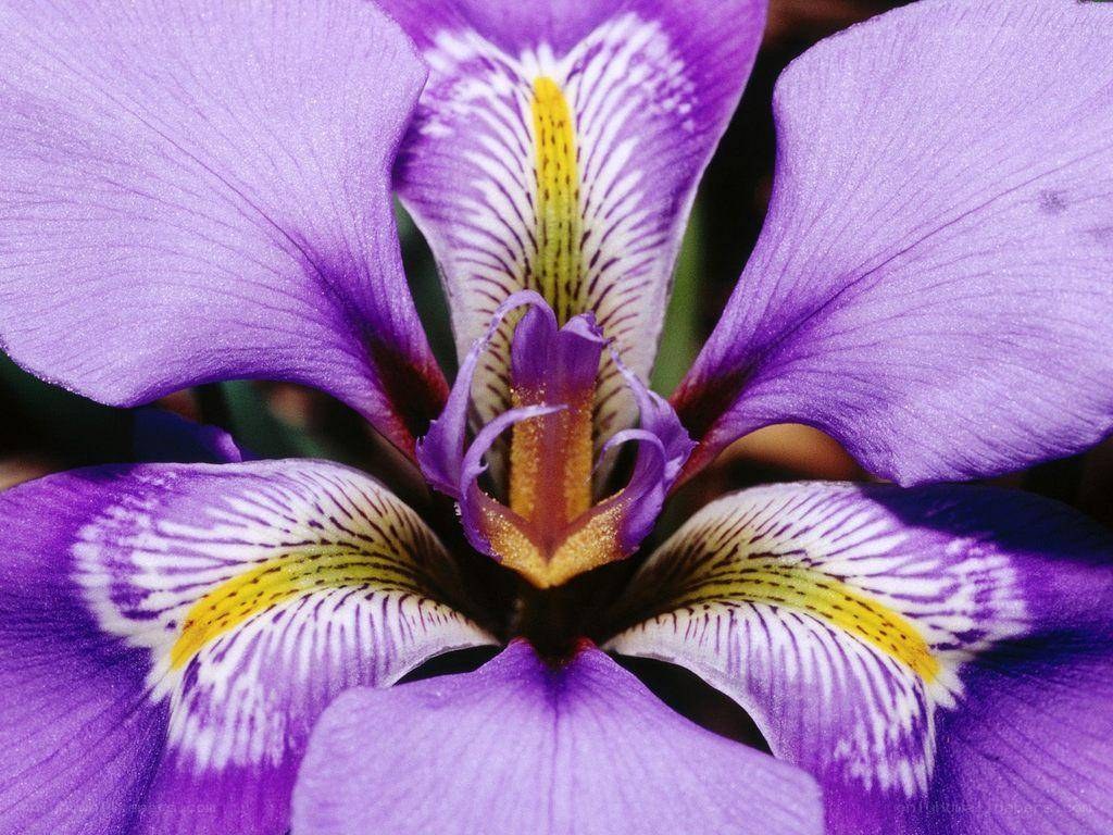 purple iris flower close-up