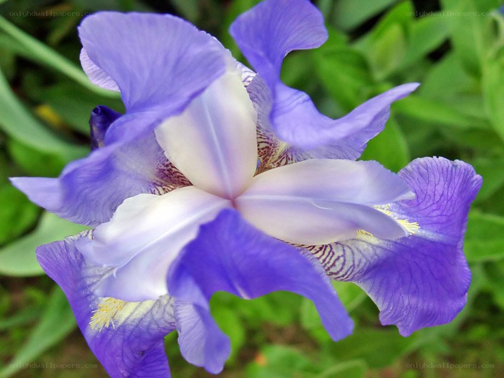 purple iris flower close-up