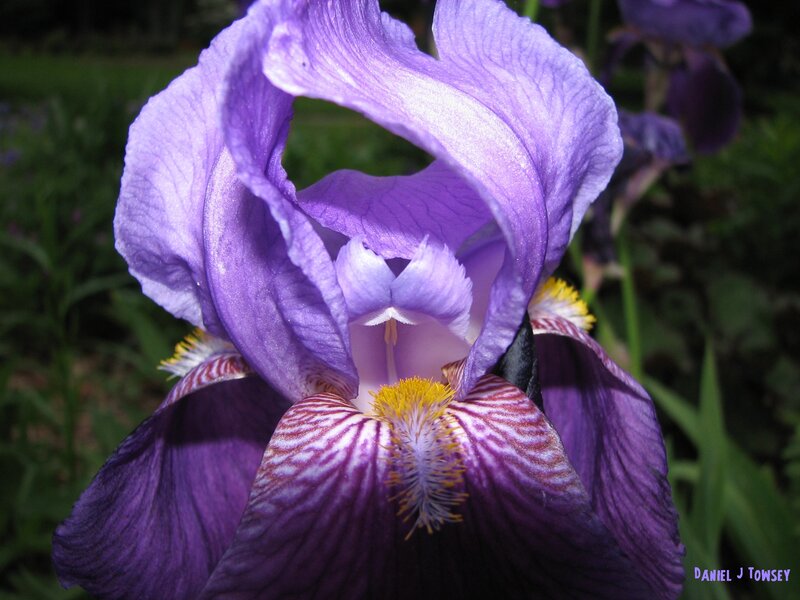 purple iris flower close-up