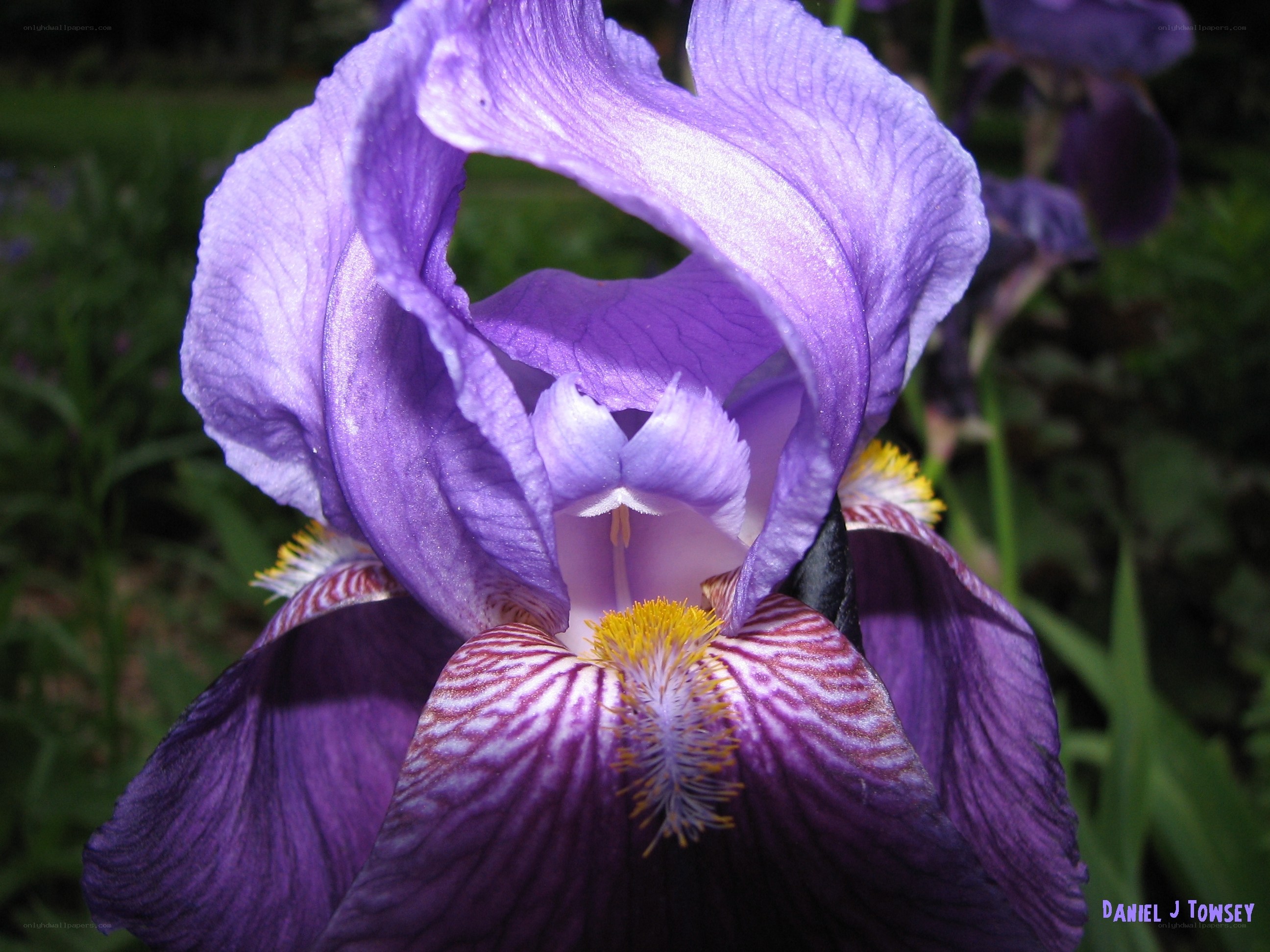 purple iris flower close-up