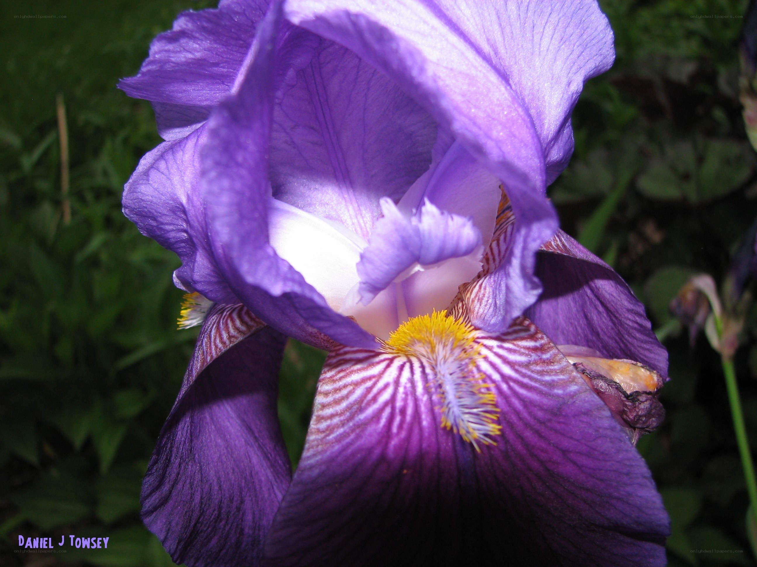 purple iris flower close-up
