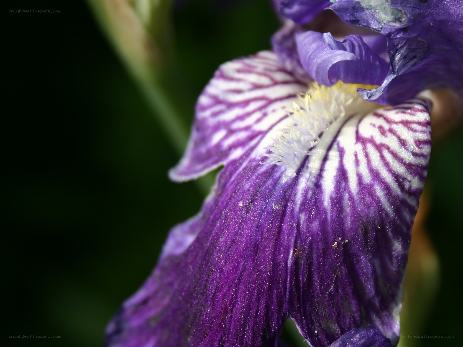 purple iris flower close-up